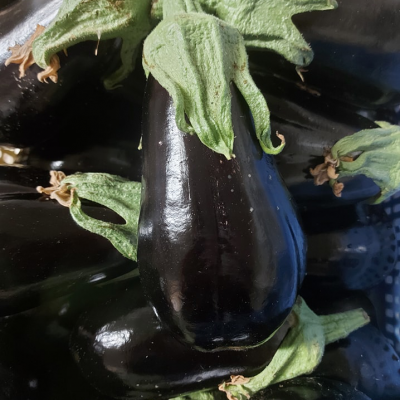 aubergine