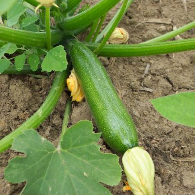 courgette